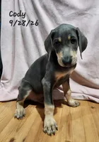 Cody, a male Weimaraner for sale in Nacogdoches, TX – 7 of 9