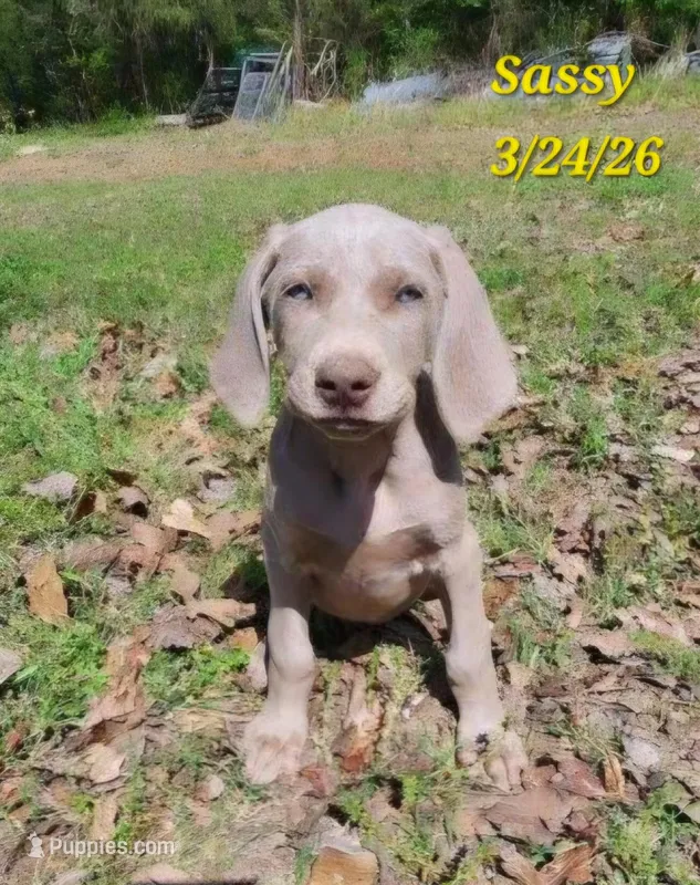 Sassy – Weimaraner puppy for sale in Nacogdoches, TX
