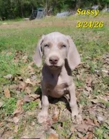 Sassy, a female Weimaraner for sale in Nacogdoches, TX – Photo 1 of 2