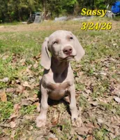 Sassy, a female Weimaraner for sale in Nacogdoches, TX – Photo 2 of 2