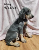 Cody, a male Weimaraner for sale in Nacogdoches, TX – 5 of 9