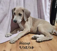 Hiccup, a male Weimaraner for sale in Nacogdoches, TX – 4 of 8