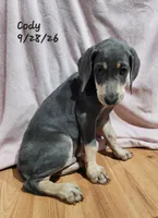 Cody, a male Weimaraner for sale in Nacogdoches, TX – 9 of 9