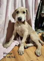 Hiccup, a male Weimaraner for sale in Nacogdoches, TX – 2 of 8