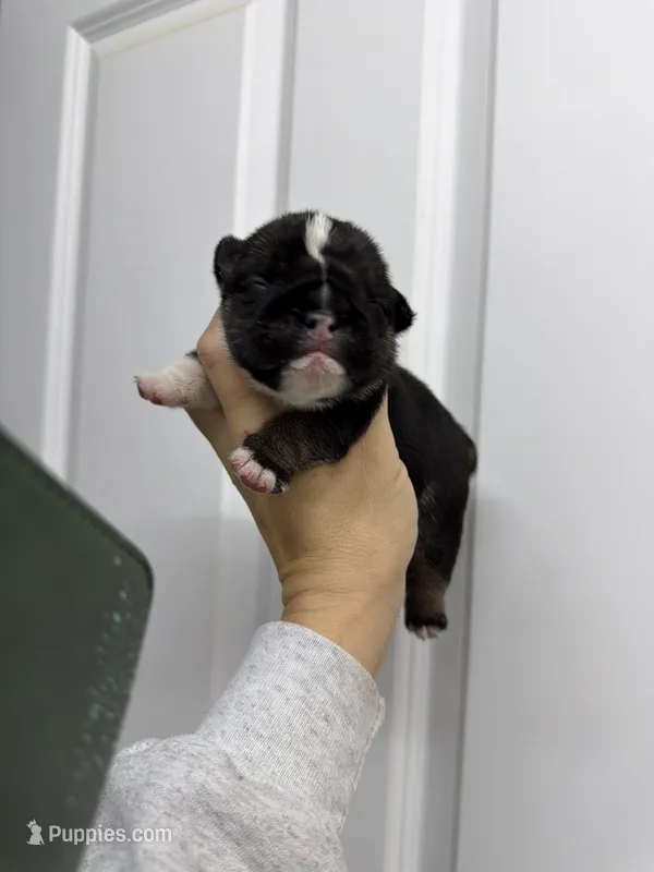 Champion female 2 – English Bulldog puppy for sale in Marysville, WA