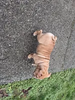 Mario , a male English Bulldog for sale in Kirkland, WA – Photo 2 of 2