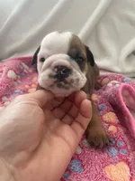 Girl 2, a female English Bulldog for sale in Kirkland, WA – Photo 3 of 3