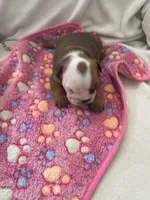 Girl 2, a female English Bulldog for sale in Kirkland, WA – Photo 2 of 3