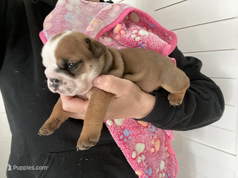 Girl 2, a female English Bulldog for sale in Kirkland, WA – Photo 1 of 3