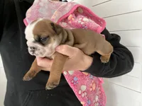 Girl 2, a female English Bulldog for sale in Kirkland, WA – Photo 1 of 3