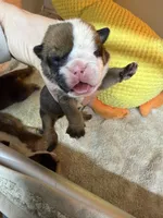 Girly1, a female English Bulldog for sale in Kirkland, WA – Photo 1 of 2