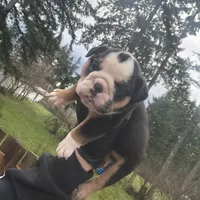 Girly1, a female English Bulldog for sale in Kirkland, WA – Photo 3 of 3