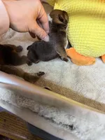 Girly1, a female English Bulldog for sale in Kirkland, WA – Photo 2 of 2