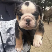 Girly1, a female English Bulldog for sale in Kirkland, WA – Photo 1 of 3