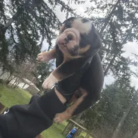 Girly1, a female English Bulldog for sale in Kirkland, WA – Photo 2 of 3