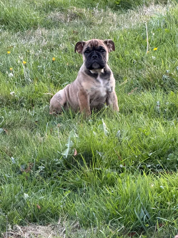 Frankie, a male English Bulldog for sale in Marysville, WA – 1 of 7