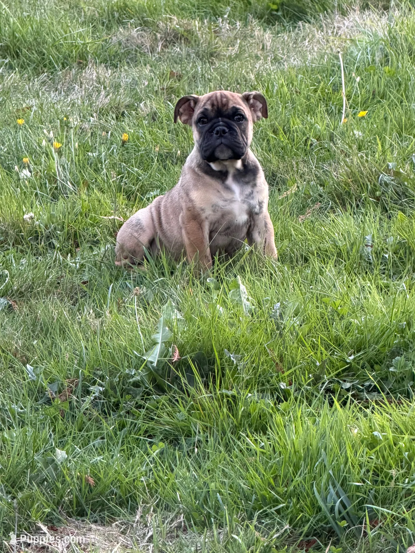 Frankie, a male English Bulldog for sale in Marysville, WA – 1 of 7