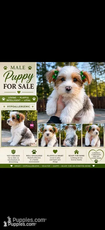Mitch  – Yorkshire Terrier puppy for sale in Kirkland, WA