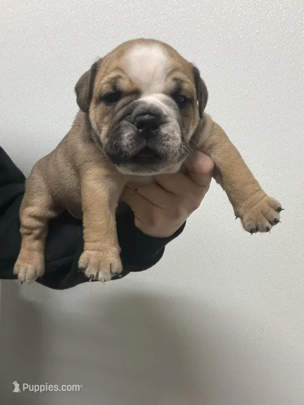 Bulldogwa.com 2 – English Bulldog puppy for sale in Kirkland, WA