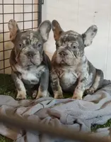 Quality brothers, a male French Bulldog for sale in Kirkland, WA – Photo 2 of 2