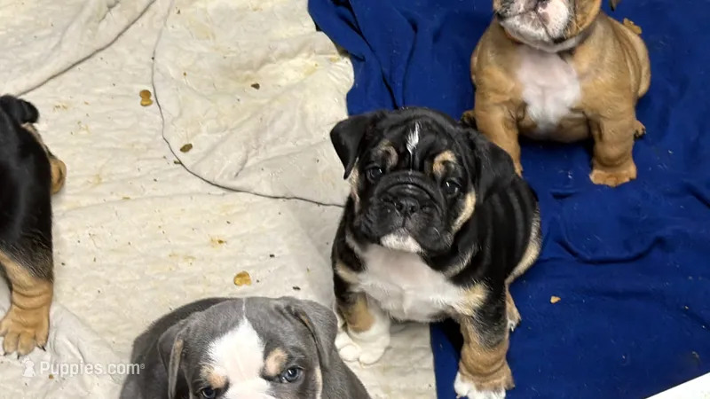 Champion female 1 – English Bulldog puppy for sale in Marysville, WA