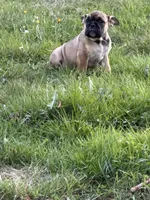 Frankie, a male English Bulldog for sale in Marysville, WA – 2 of 7