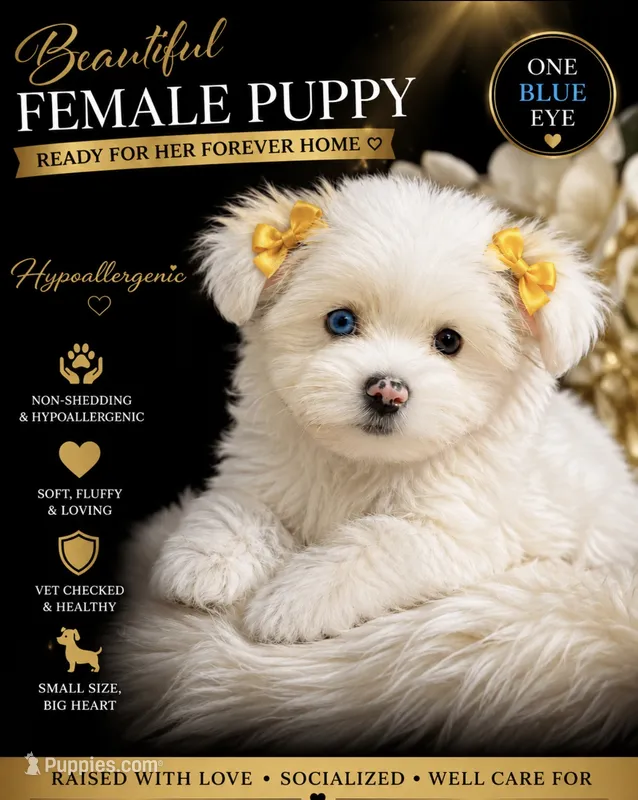 Snowflake  – Yorkshire Terrier puppy for sale in Kirkland, WA