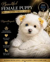 Snowflake , a female Yorkshire Terrier for sale in Kirkland, WA – 1 of 1