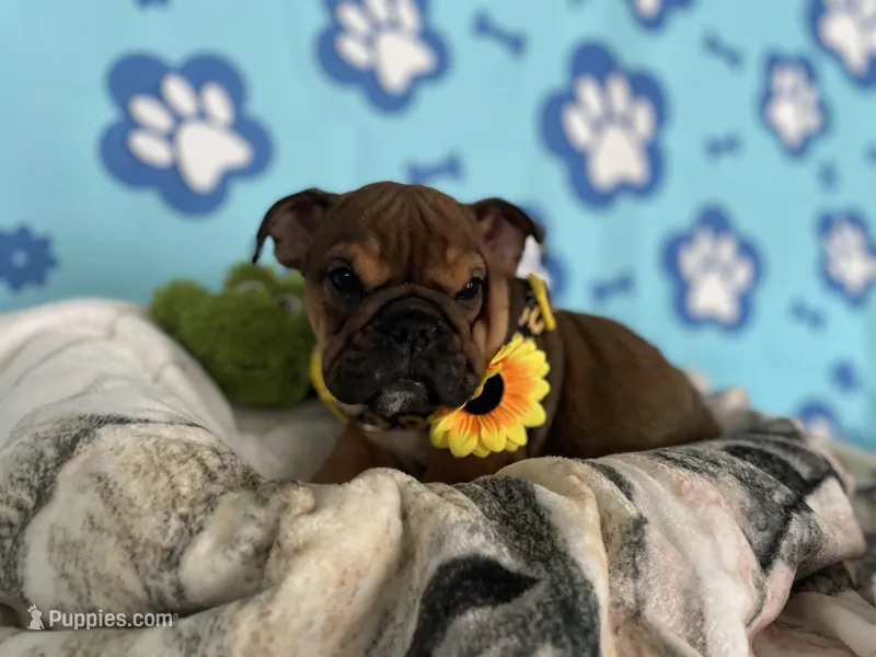 Lilly, a female English Bulldog for sale in Kirkland, WA – Photo 1 of 4