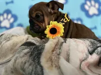 Lilly, a female English Bulldog for sale in Kirkland, WA – Photo 2 of 4