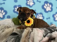 Lilly, a female English Bulldog for sale in Kirkland, WA – Photo 4 of 4