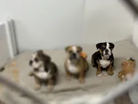 Champ lilly, a female English Bulldog for sale in Kirkland, WA – 2 of 2