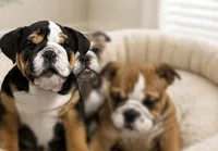Champ lilly, a female English Bulldog for sale in Kirkland, WA – 1 of 2