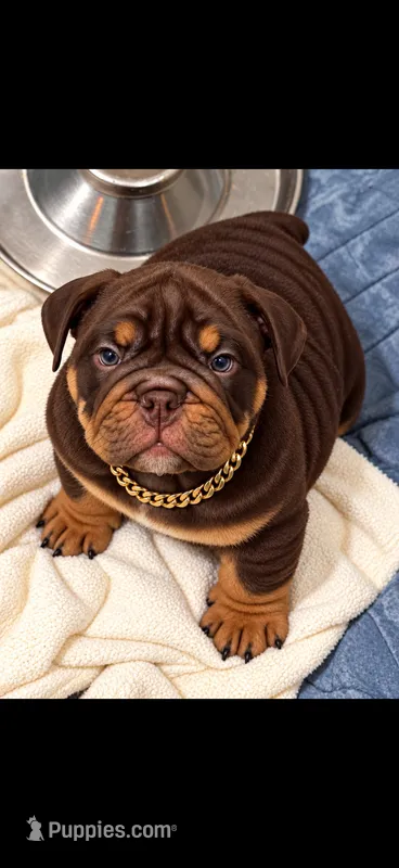 Snickers  – English Bulldog puppy for sale in Marysville, WA