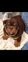 Snickers , a male English Bulldog for sale in Marysville, WA – 1 of 1