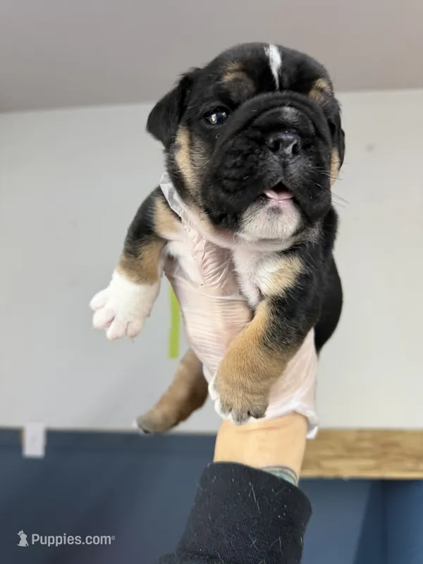 Champion female 1 – English Bulldog puppy for sale in Marysville, WA