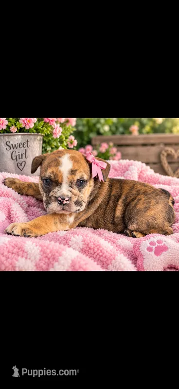 Freckles – English Bulldog puppy for sale in Marysville, WA