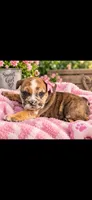 Freckles, a female English Bulldog for sale in Marysville, WA – 1 of 1