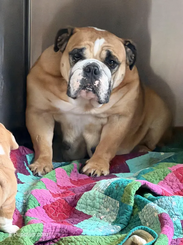 Abigail adult  – English Bulldog puppy for sale in Kirkland, WA