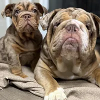 male 2, a male English Bulldog for sale in Kirkland, WA – Photo 1 of 2