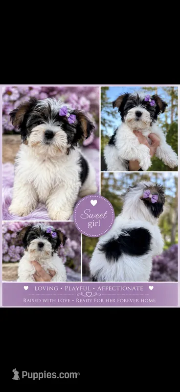 Tinkerbell  – Yorkshire Terrier puppy for sale in Kirkland, WA