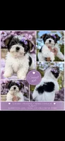 Tinkerbell , a female Yorkshire Terrier for sale in Kirkland, WA – 1 of 1