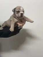 Aspen girly , a female English Bulldog for sale in Kirkland, WA – Photo 2 of 2