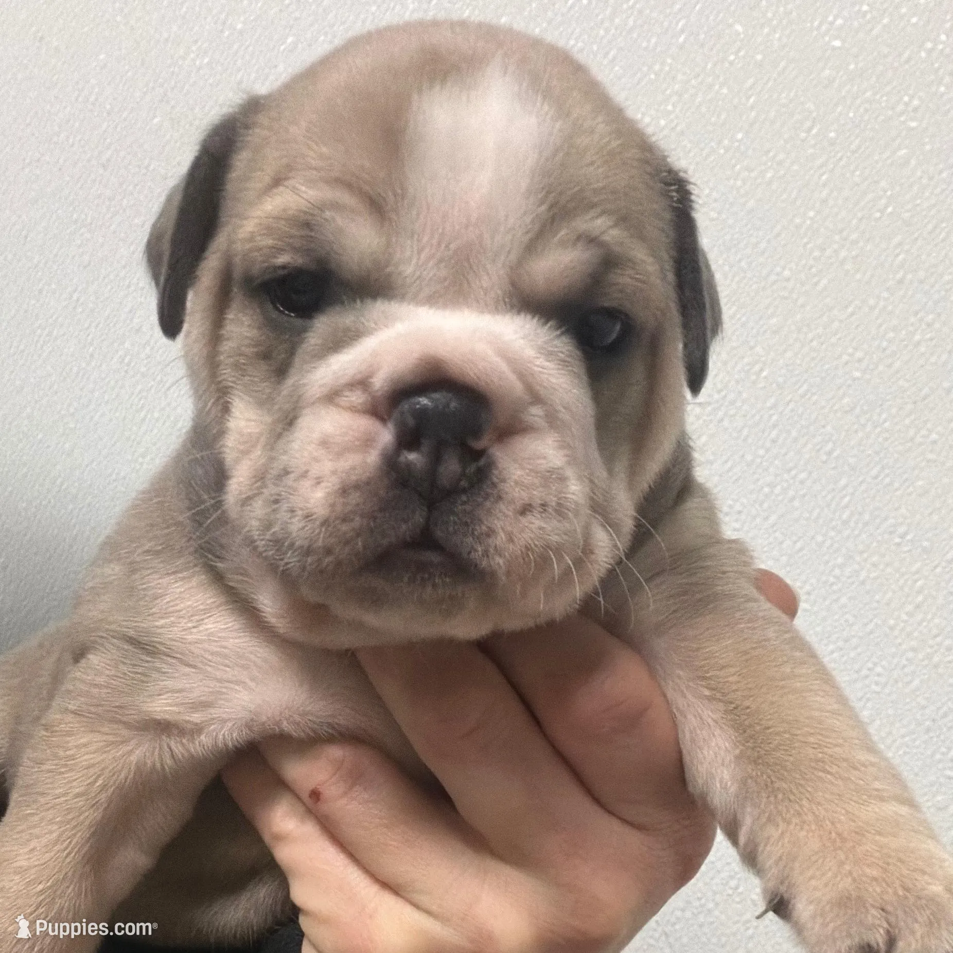 Aspen girly  – English Bulldog puppy for sale in Kirkland, WA