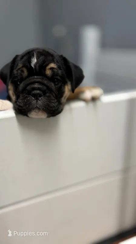 Champion female 1 – English Bulldog puppy for sale in Marysville, WA