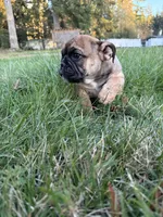 Frankie, a male English Bulldog for sale in Marysville, WA – 7 of 7