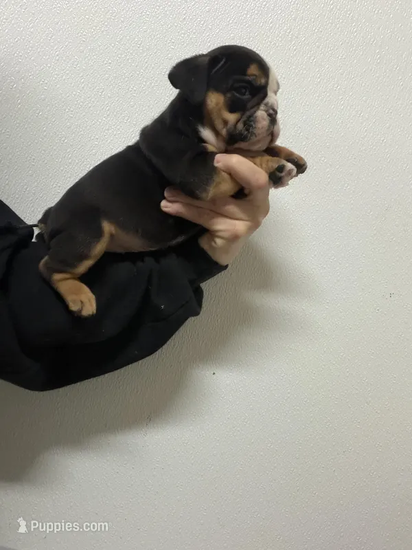 Bulldogwa.com  1 – English Bulldog puppy for sale in Kirkland, WA