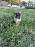 Frankie, a male English Bulldog for sale in Marysville, WA – 5 of 7