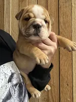 Enchilada, a female English Bulldog for sale in Kirkland, WA – Photo 1 of 3