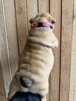 Enchilada, a female English Bulldog for sale in Kirkland, WA – Photo 3 of 3